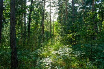 Fototapeta na wymiar Overgrown forest