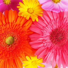 Gerbera and roses close-up, top view, flat lay. Flower texture.