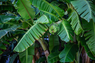 Fototapeta na wymiar Banana bunch. Branch with bananas
