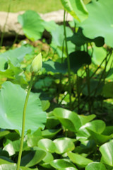 Obraz na płótnie Canvas Beautiful lotus in the pond