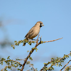 Sociable Weaver