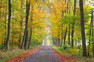 Romantic sight of a small road with autumn trees, Lüneburg Heath, Northern Germany