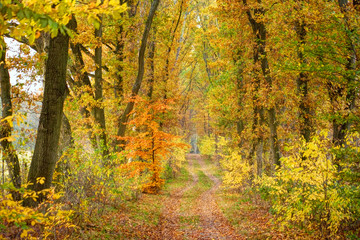 Romantic rural view of a forest path with autumn trees, Lüneburger Heide, Northern Germany