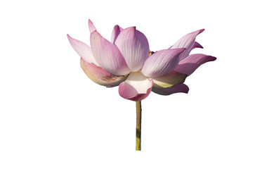 Fresh pink lotus petal flower isolated on white background. Close focus of beautiful pink lotus flowers isolated is blooming with copy space for text or advertising on white background