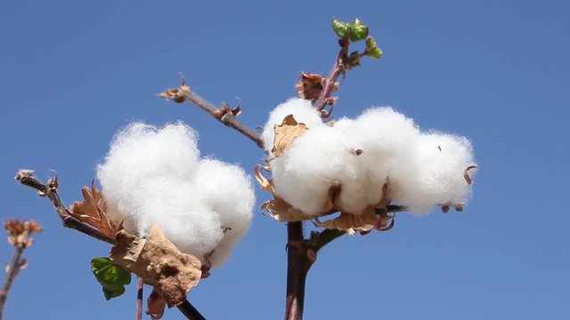 ripe cotton bolls, ready for harvest, on blue sky background, Uzbekistan