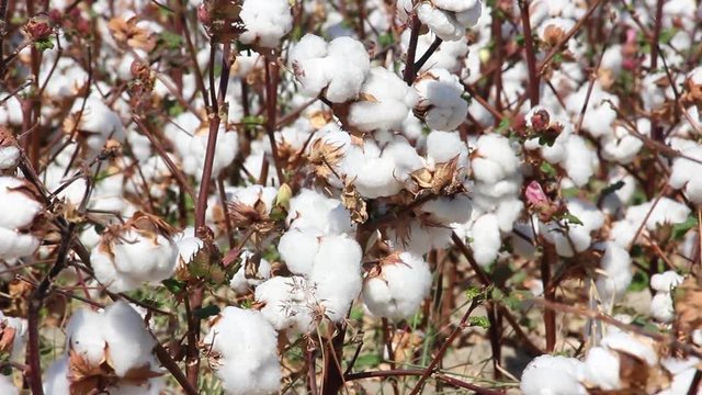 a lot of bushes of ripe cotton bolls, ready for harvest, Uzbekistan