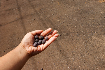 Iron ore taconite pellets in human hand