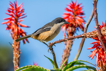 Southern Boubou