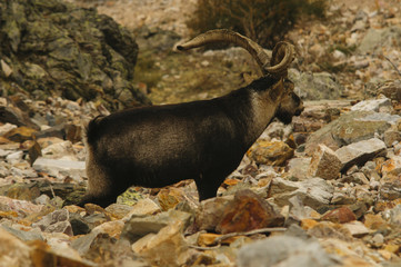 Ibex (Capra hispanica), road, male