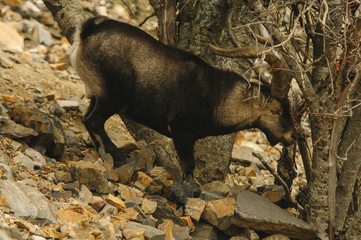 Ibex (Capra hispanica), road, male