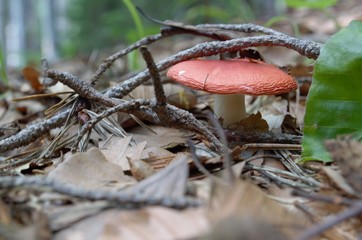 Forest Mushroom