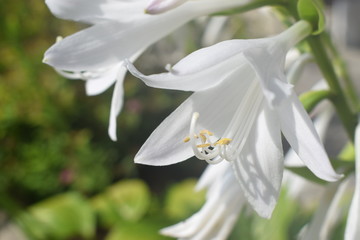 Strahlend weiße Lilien Blumen im Sonnenschein