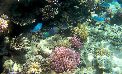 Naklejka na ściany i meble Reef fish coral underwater in Ras Mohammed, Egypt, Red Sea