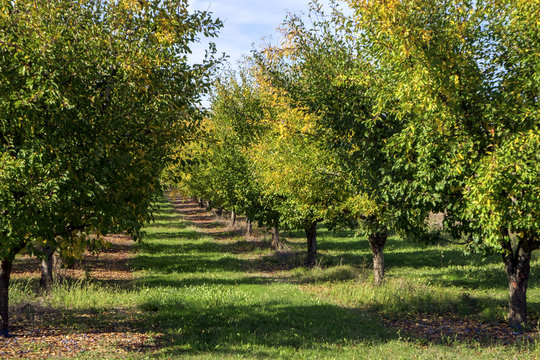 Leaves turning to autumn colours in the plum tree orchards around rural Tournon d'Agenais, Lot et Garonne, France