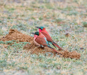 Southern Carmine Bee-eaters
