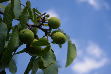 green walnut on a tree