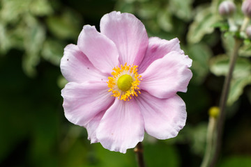 Fleur et bourgeons d'an&eacute;mone du Japon