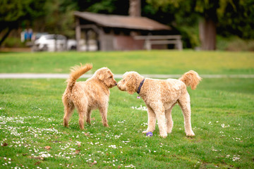 Two poodle cross mix dogs in a park greeting eachother.