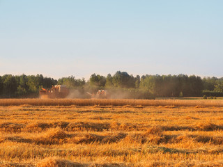 Combine harvester harvest ripe wheat on field