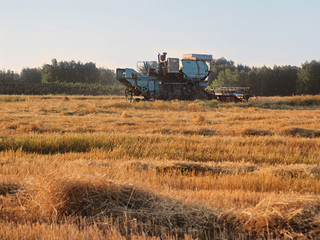 Combine harvester harvest ripe wheat on field