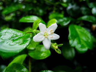 green leaf in rain forest