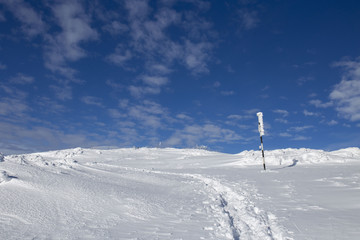 fir mountain night snow