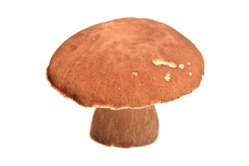 porcini