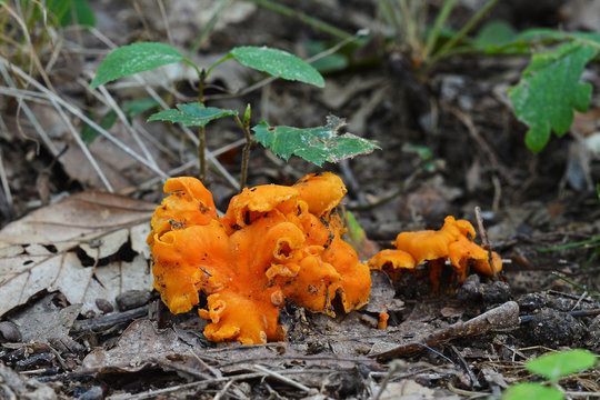 Cantharellus cinnabarinus mushroom