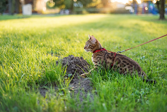 the cat on a leash walks on the street at sunset