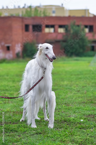 Greyhound Dog With Long White Hair Close Up Stock Photo And