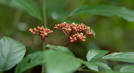 red fruit in forest nature thailand