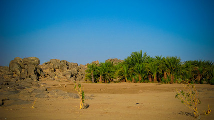 Oasis near Third Cataract of Nile near Tombos, Sudan
