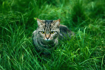 There's a cat on the grass.