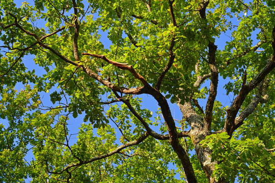 oak branches