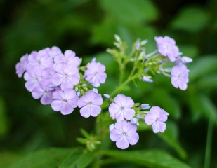 A bunch of small purple flowers in the garden.