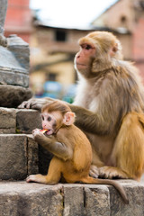 Naklejka premium View over architectural details and monkeys at Monkey temple Swayambhunath Stupa complex, Kathmandu, Nepal.
