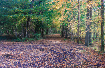 forest on autumn day