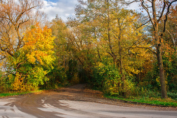 forest on autumn day