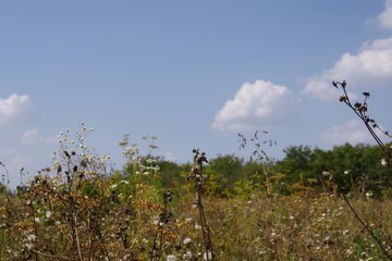 bright field of flowers close-up
