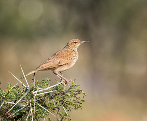 Spike-heeled Lark