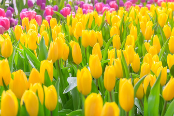 Beauty tulips in garden.