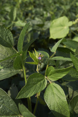 Glycine max