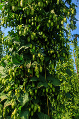 Fototapeta premium Hopfendolden des Tettnanger Hopfens