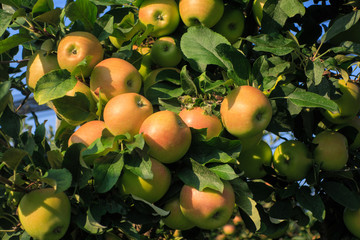 Üppiger Apfelertrag am Bodensee