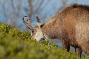 Chamois
