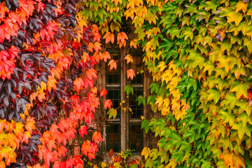 autumn is coming. wall in colored ivies leaves with old window in center