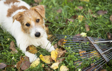 Funny jack russell terrier pet dog puppy lying in the autumn leaves 