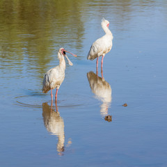 African Spoonbill