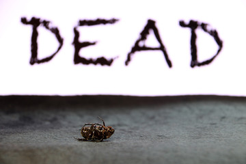beetle insect lie supine on the dark floor with black DEAD text on background.