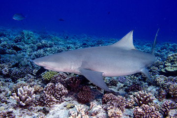 Lemon shark coming to you while diving